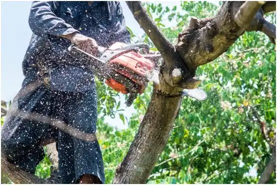 tree services Geary